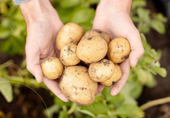 Hände, die Kartoffeln präsentieren